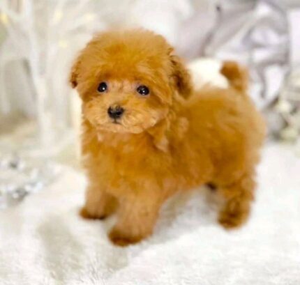 Poodle puppies