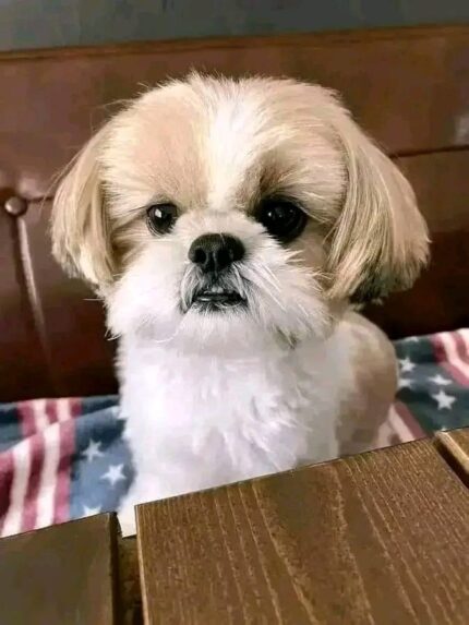 Teacup Shih Tzu puppies