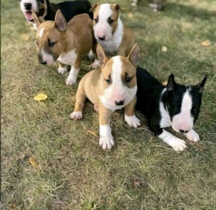 Bull Terrier puppies