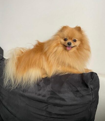 Pomeranian puppy